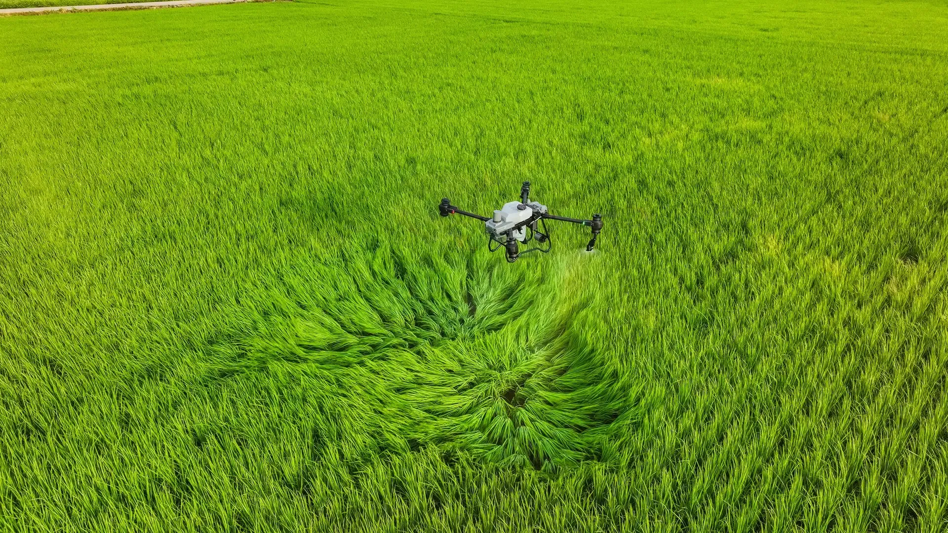 DJI Agras T55 sobre cultivo verde durante aplicación